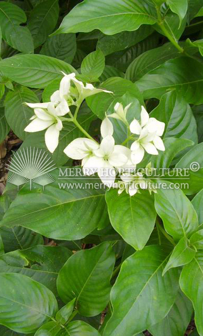 Mussaenda phipippica 'Aurorae'